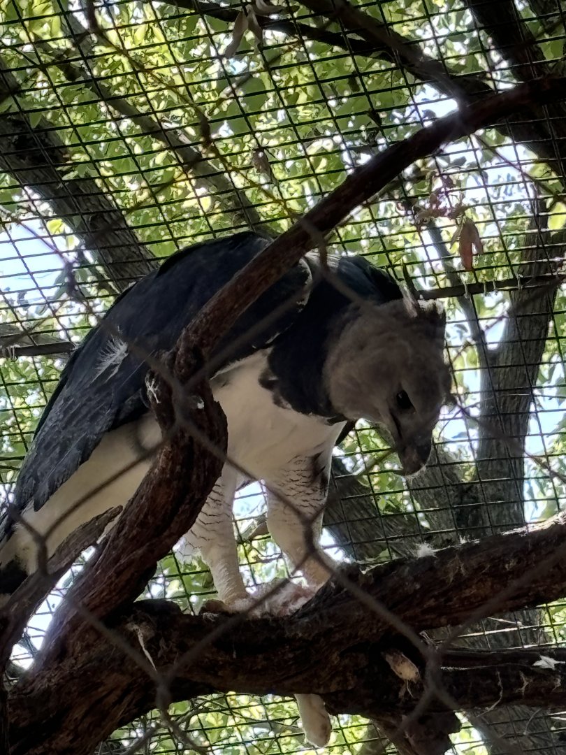 Harpy Eagle