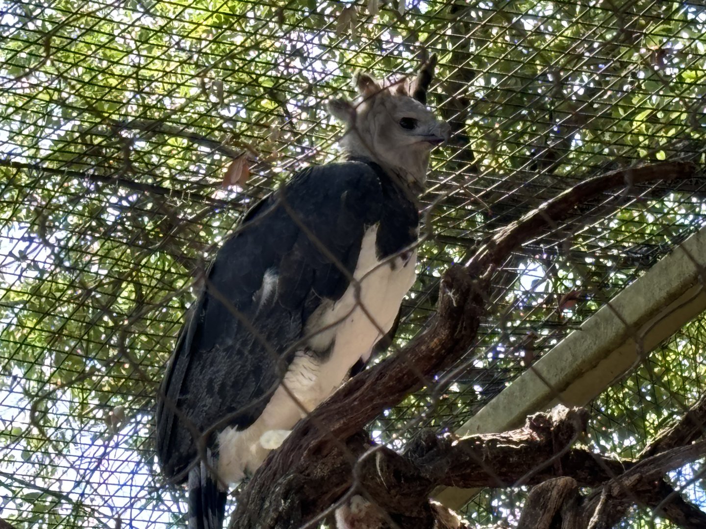 Harpy Eagle