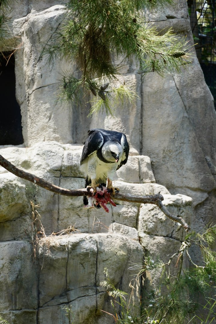 Harpy Eagle