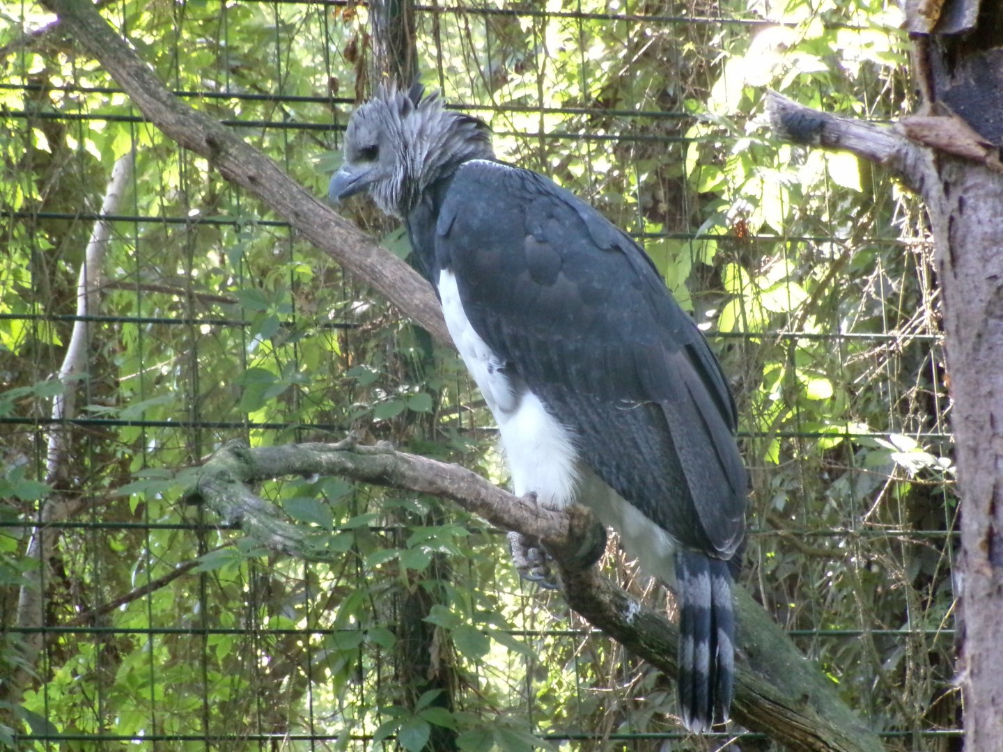 Harpy Eagle