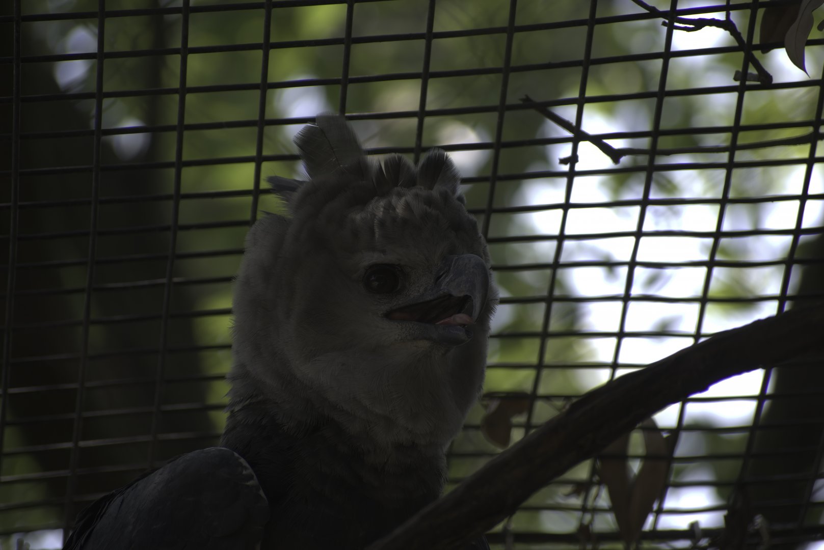 Harpy Eagle