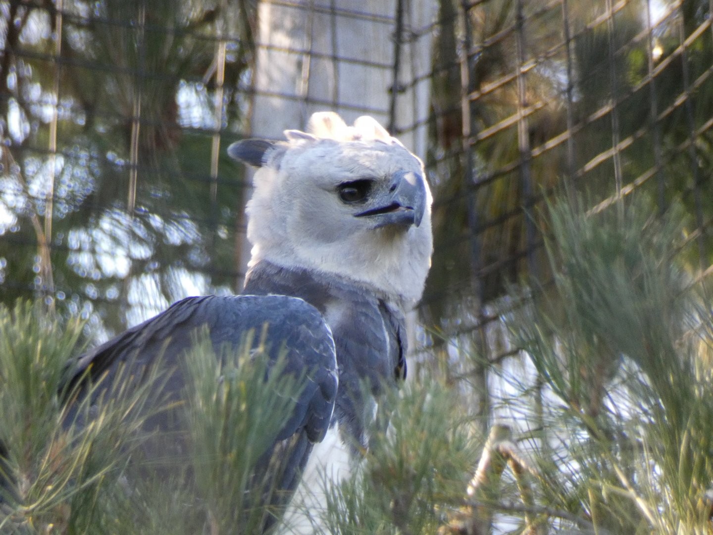Harpy eagle