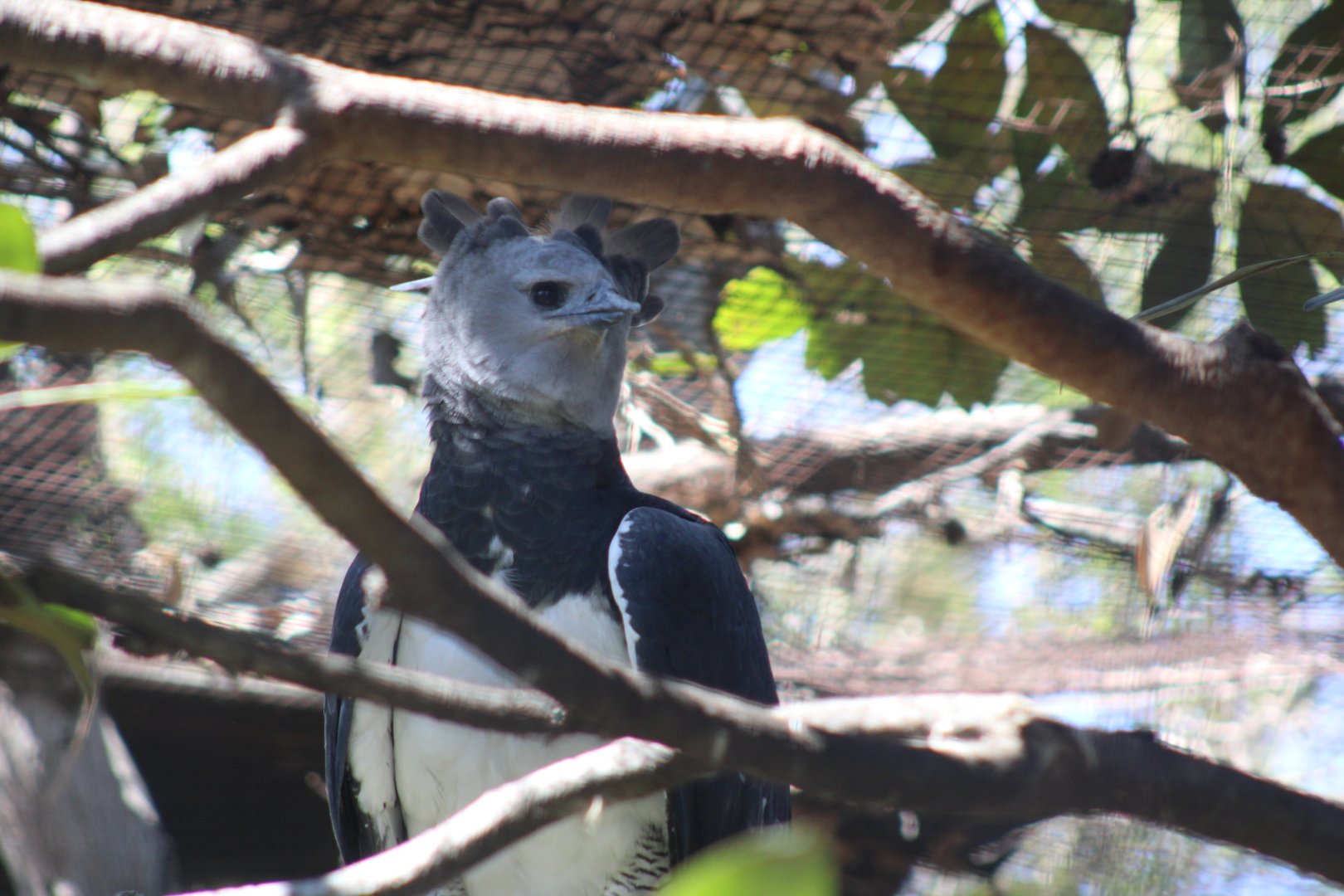 Harpy Eagle