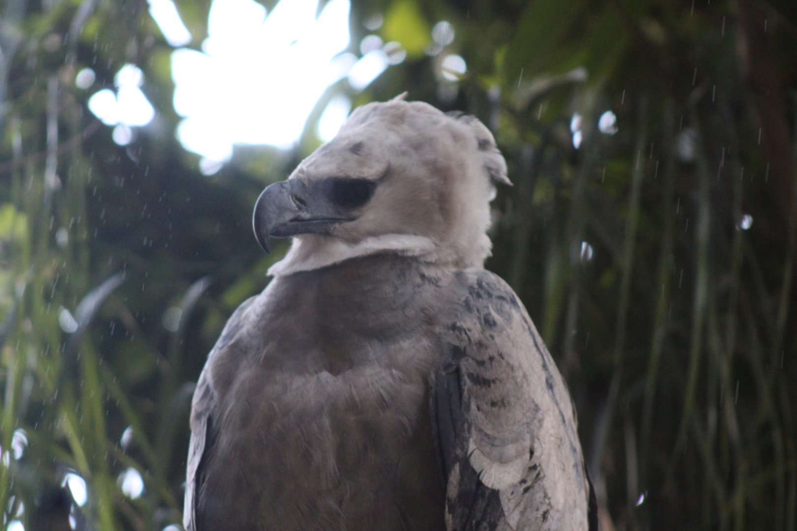 Harpy Eagle