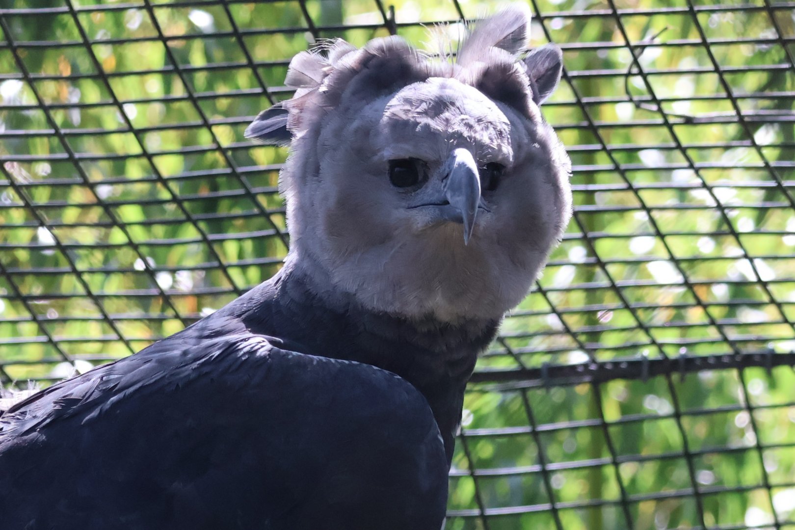 Harpy Eagle