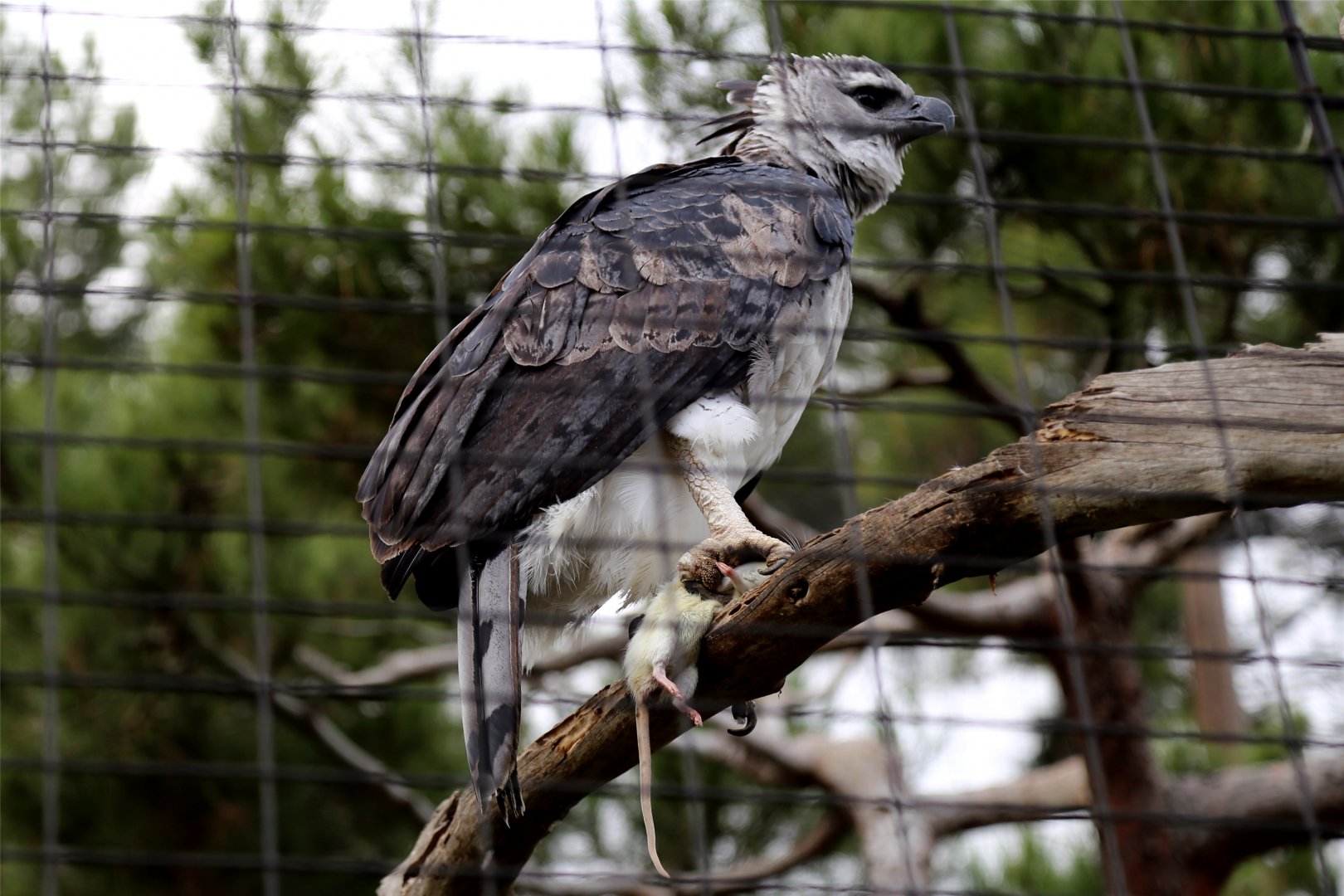 Harpy Eagle