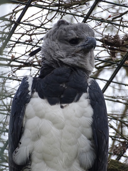 Harpy eagle