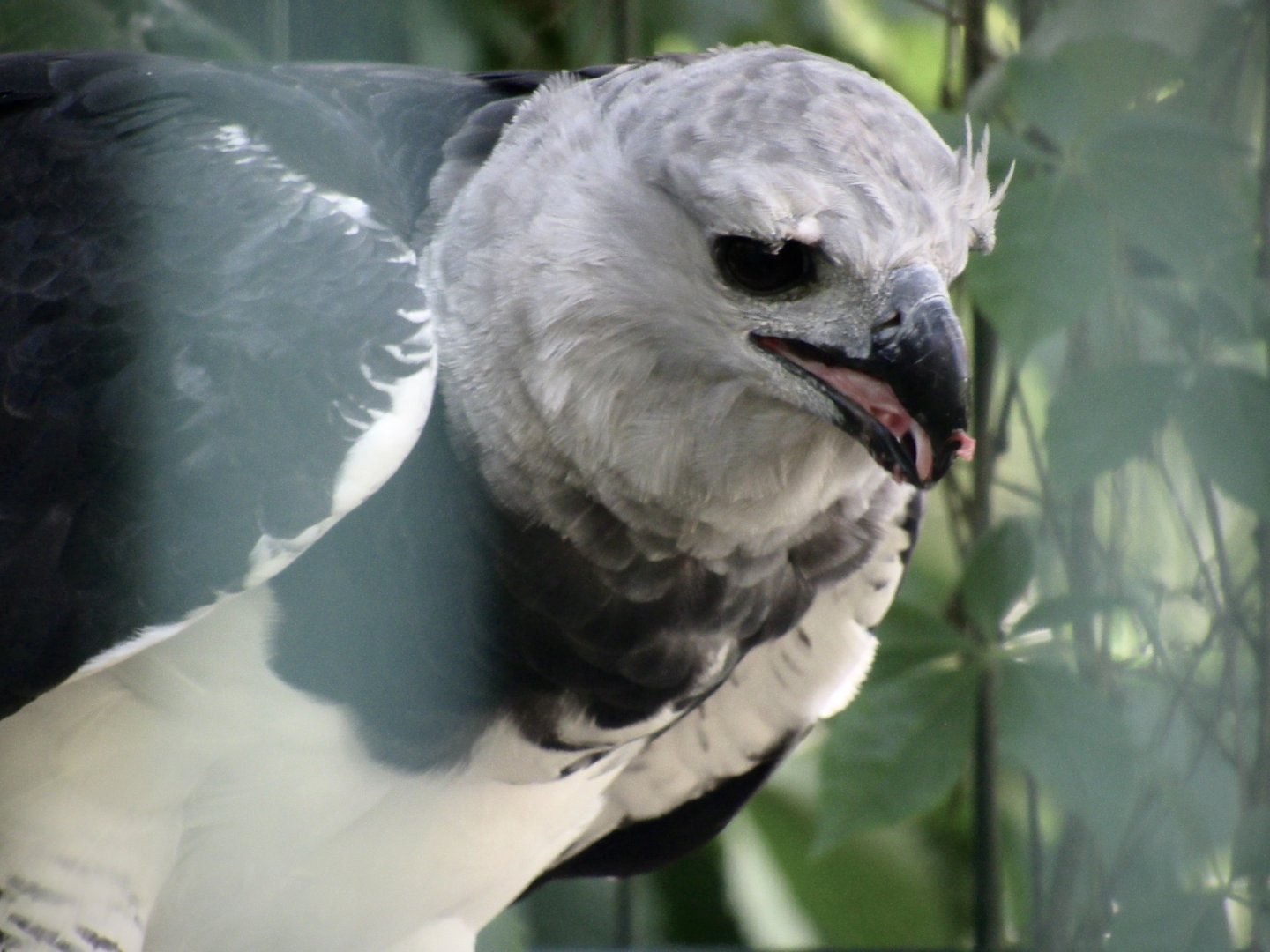 Harpy eagle