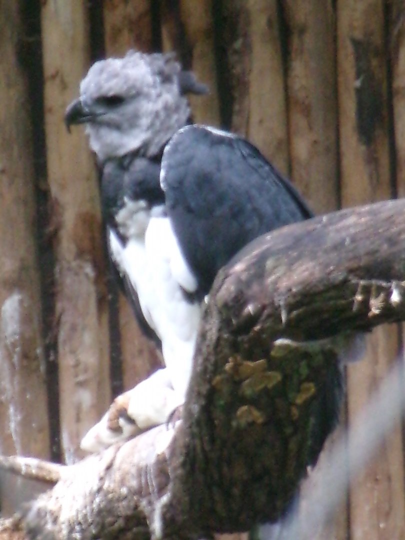 Harpy eagle