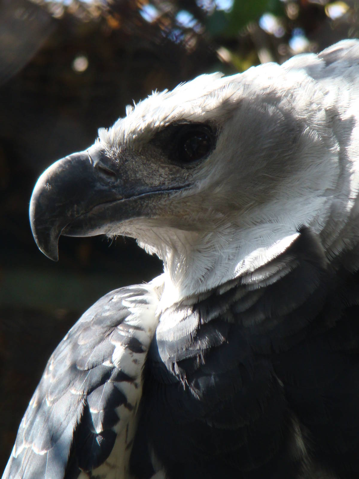 Harpy Eagle