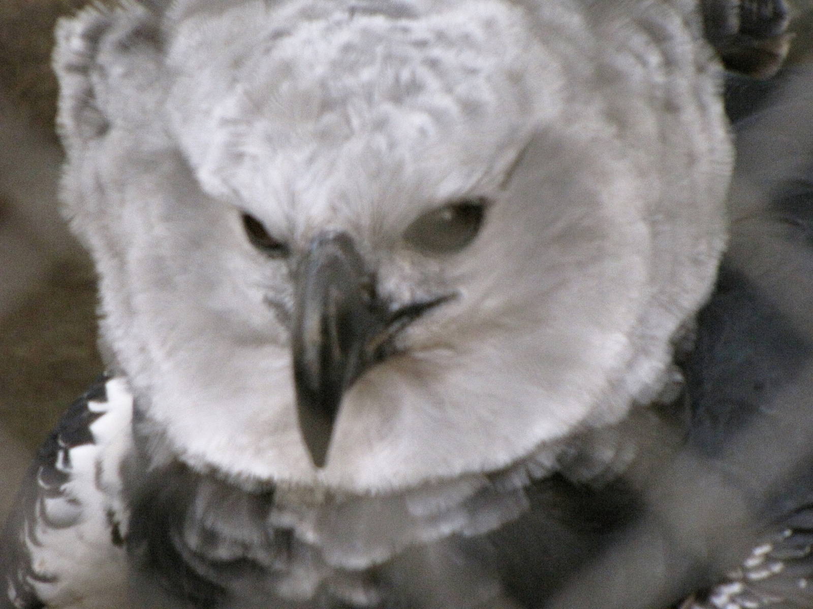 Harpy Eagle
