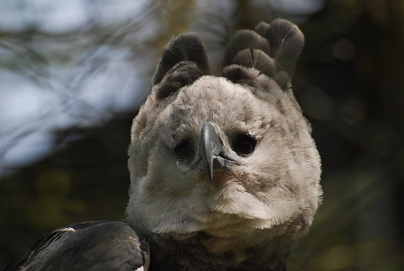 Harpy eagle