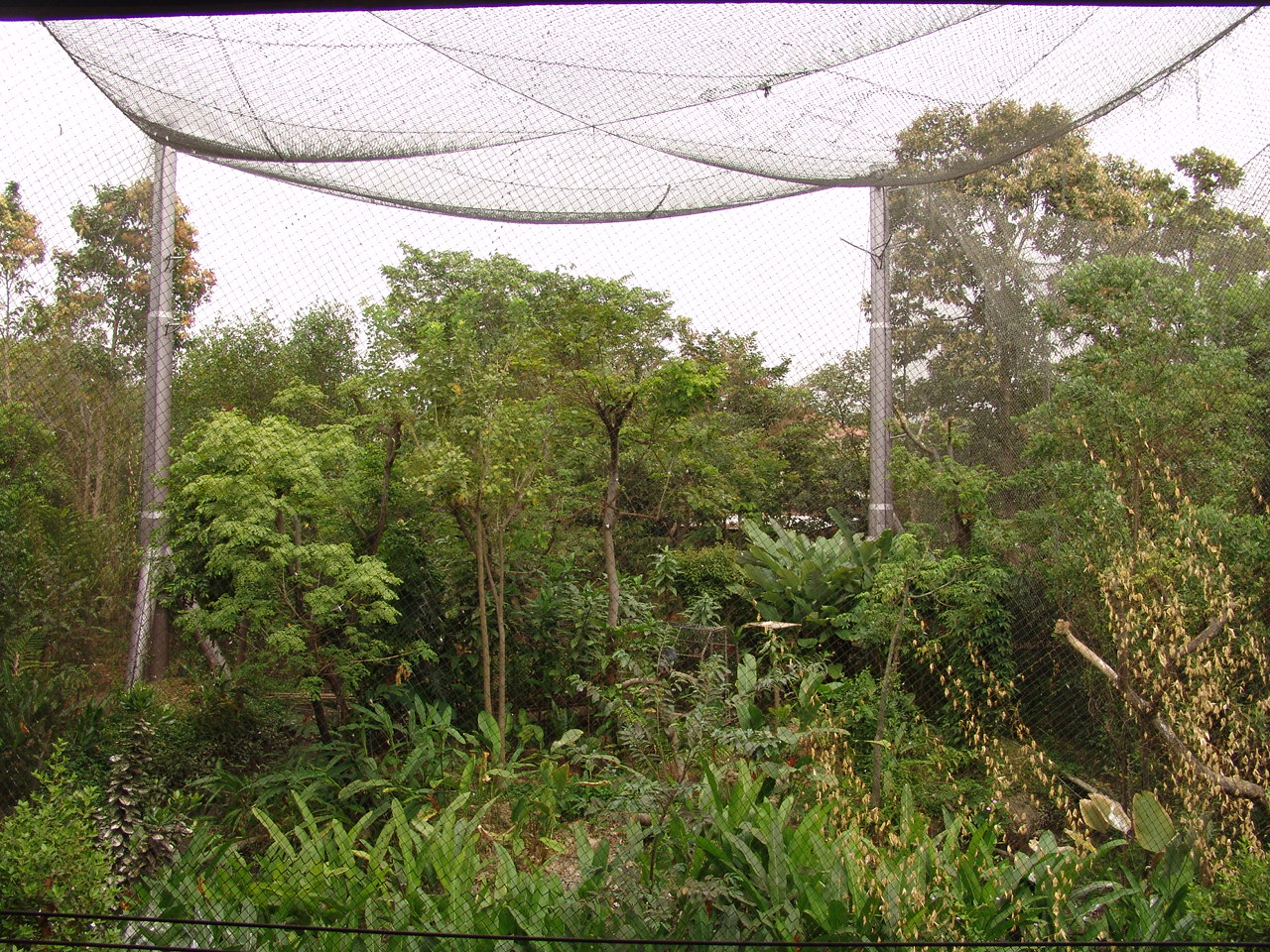 Harpy Eagle's (Harpia harpyja) aviary