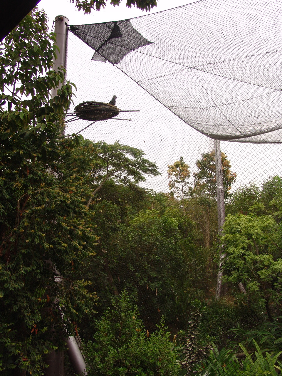 Harpy Eagle's (Harpia harpyja) breeding aviary