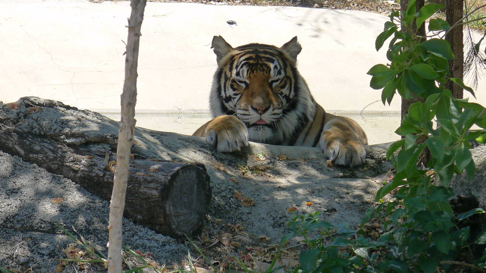 Harri, the Sumatran Tiger