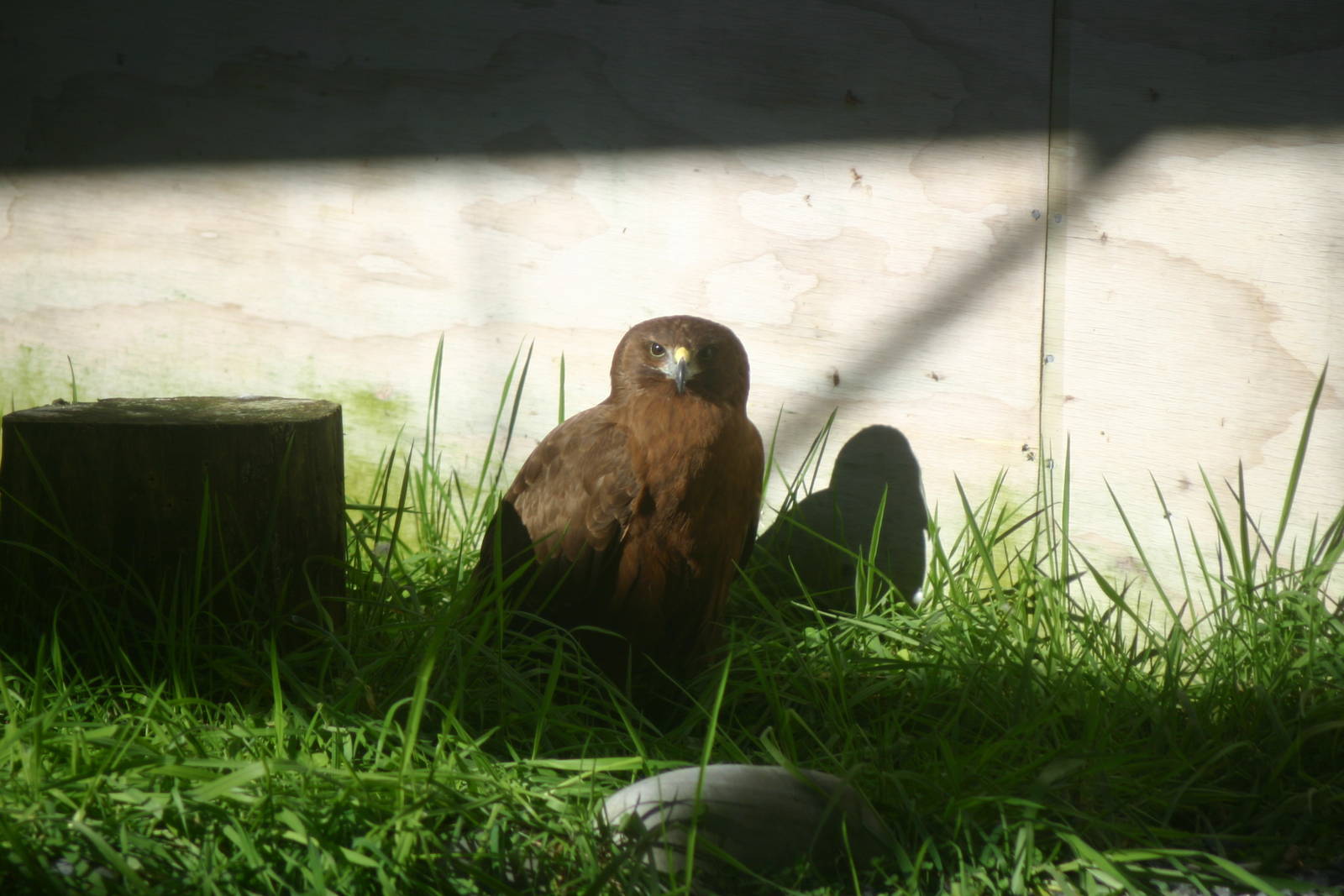 Harrier Hawk - Wingspan