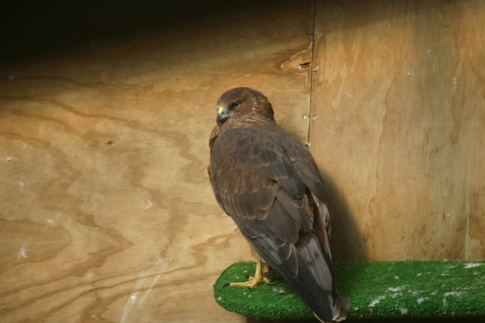 Harrier Hawk - Wingspan