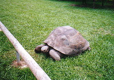 Harriet Galapagos tortoise @ Australia zoo 2002