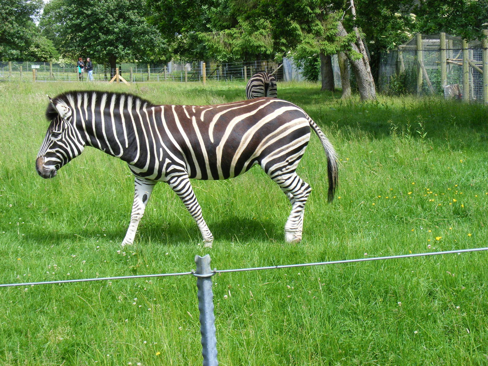 Harriet the Chapman's zebra at Marwell Wildlife, 7 June 2009