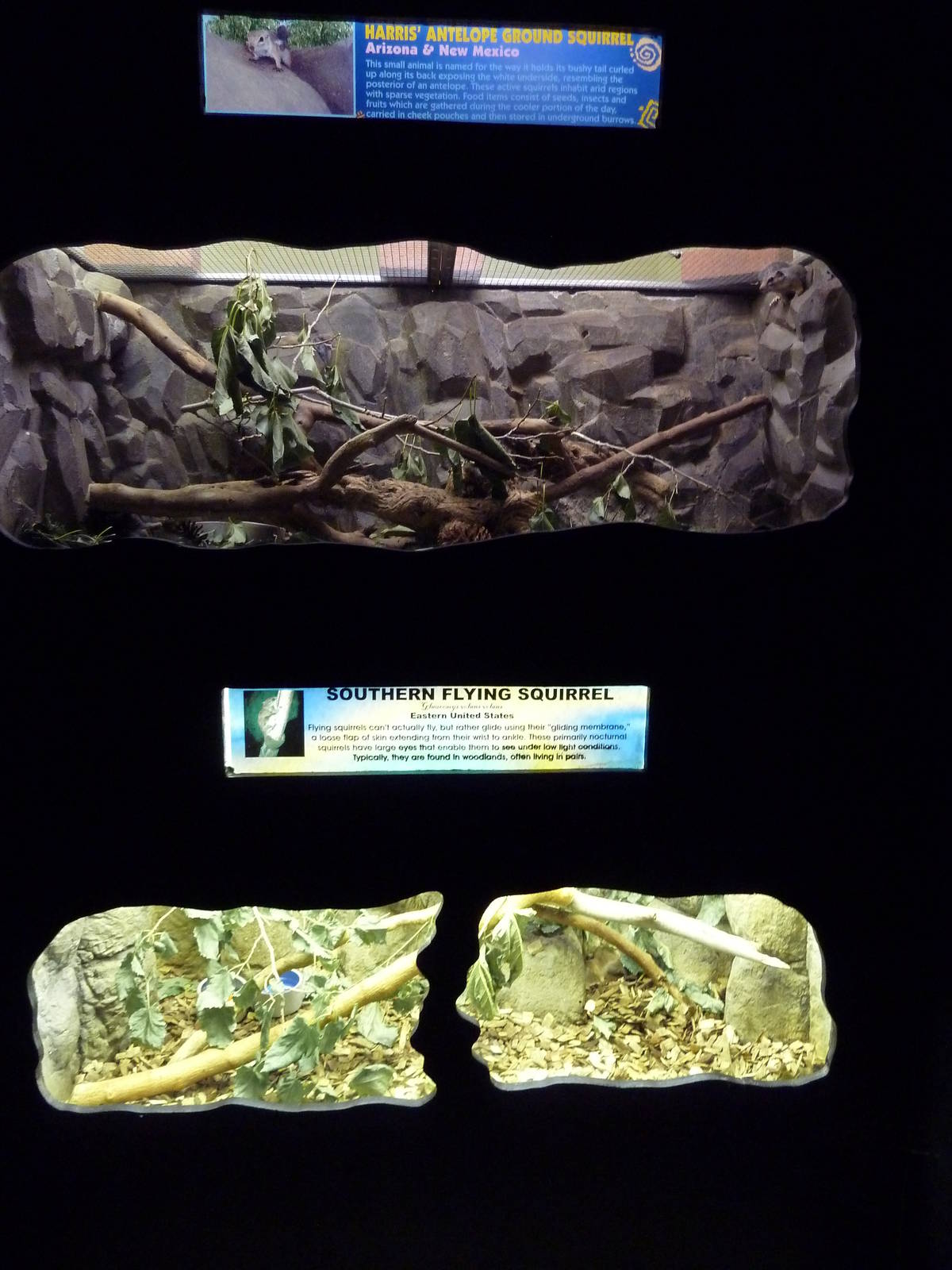 Harris' Antelope Ground Squirrel + Southern Flying Squirrel Exhibits