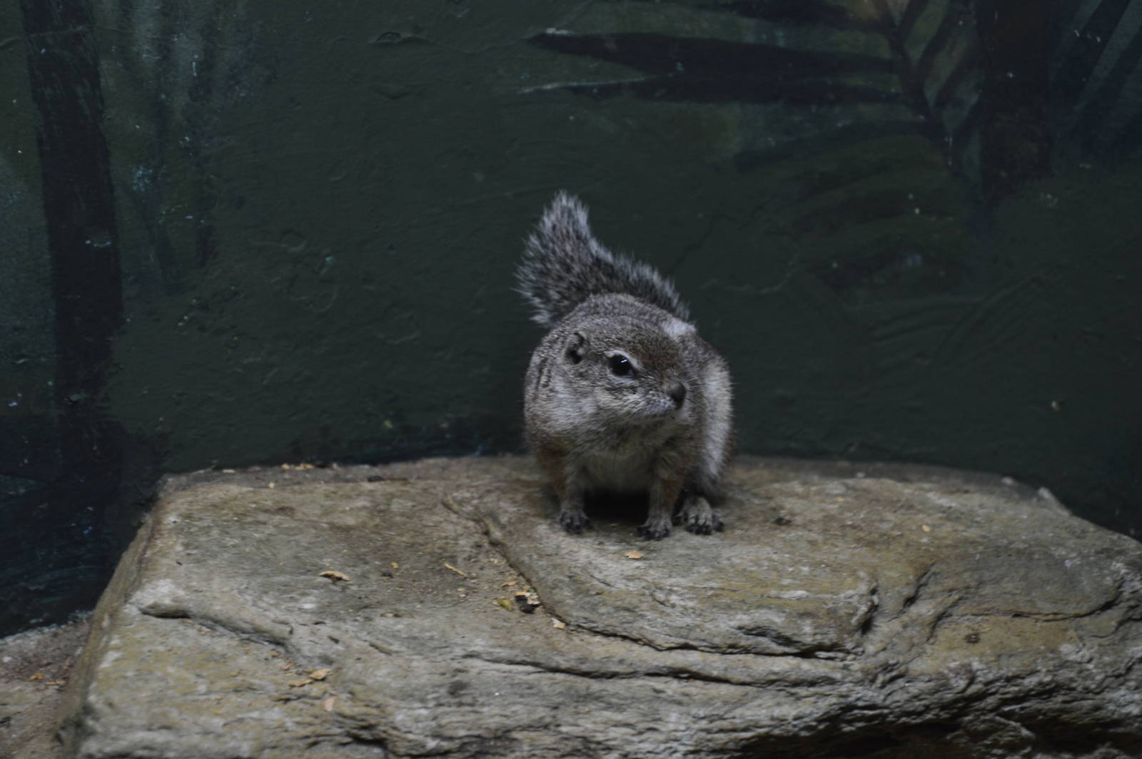 Harris Antelope Squirrel 031215