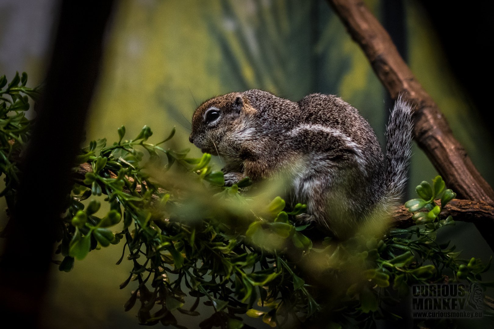 Harris' Antelope-Squirrel (ammospermophilus harrisii) 10/19