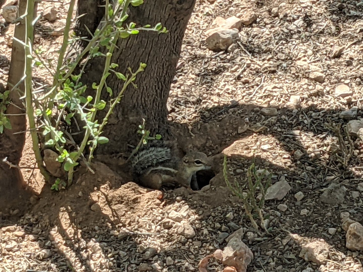 Harris antelope squirrel (Ammospermophilus harrisii)