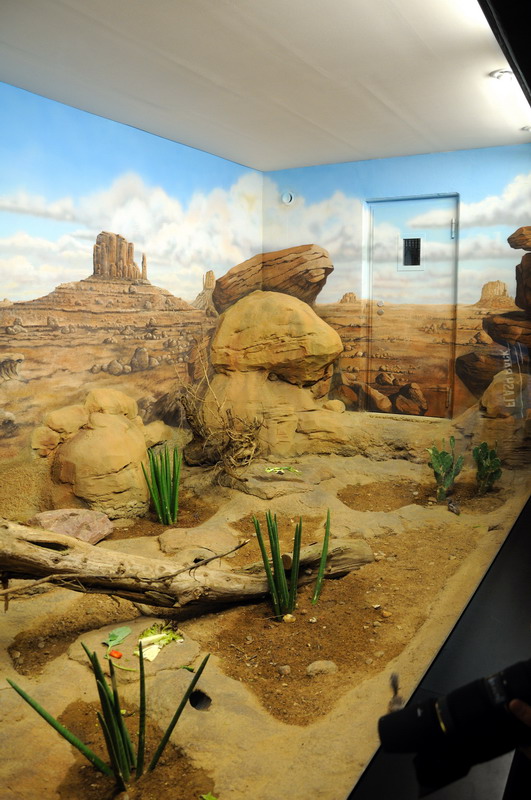 Harris Antelope Squirrel exhibit at Rostock