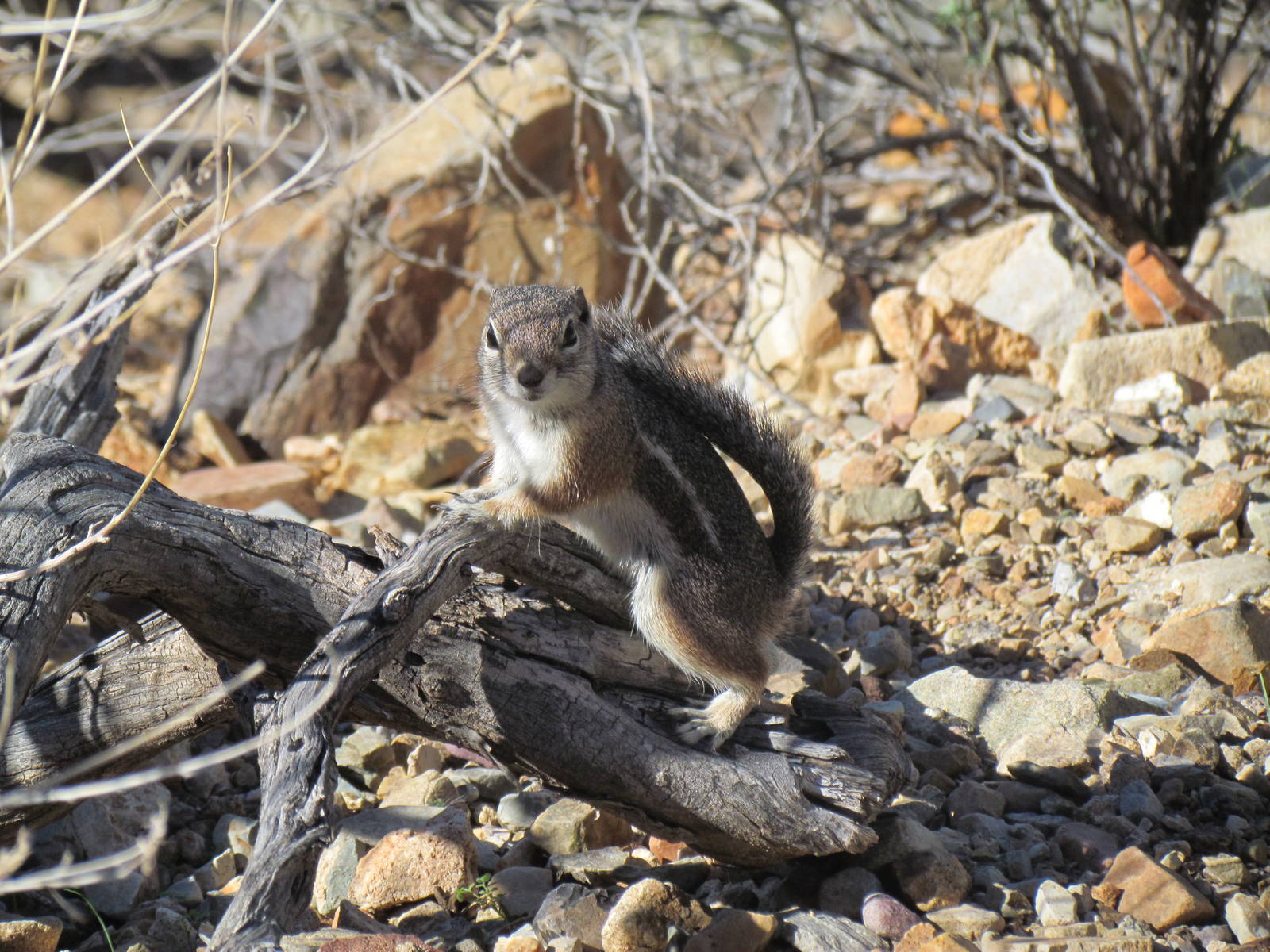 Harris Antelope Squirrel (wild)