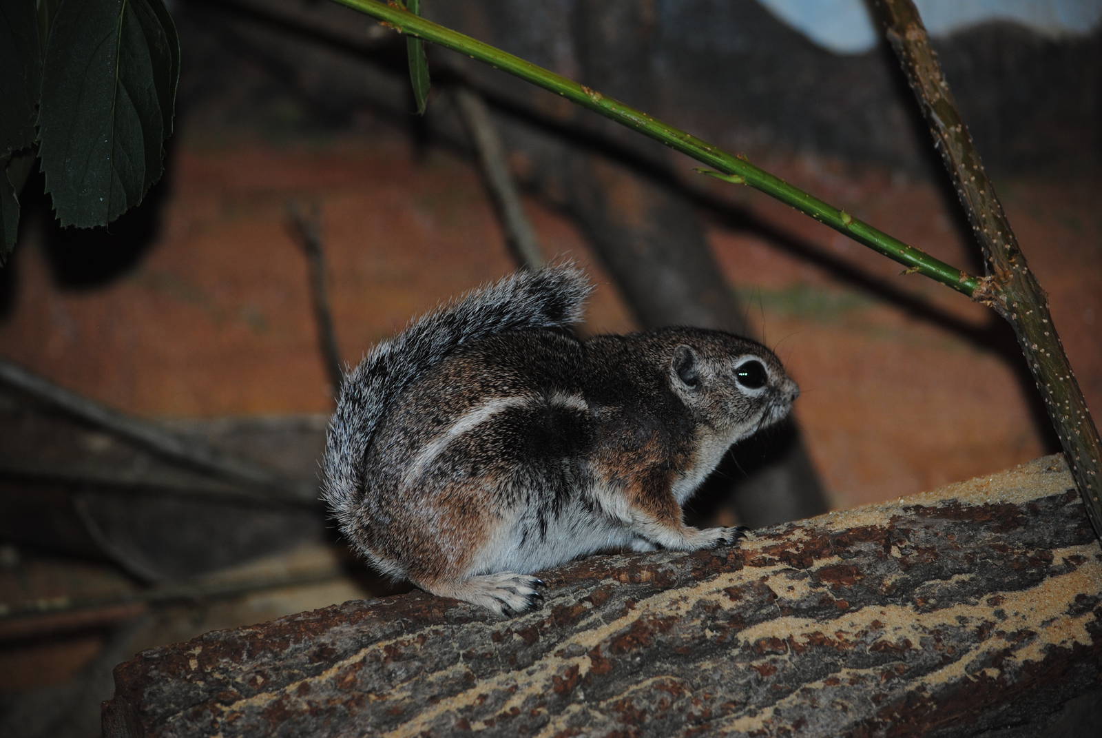 Harris' Antelope-Squirrel
