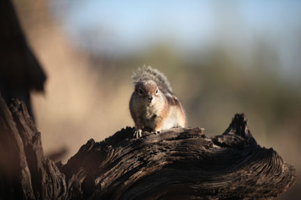harris antelope squirrel