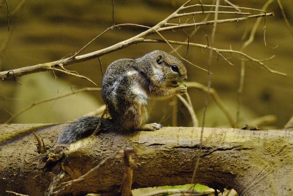 Harris antelope squirrel