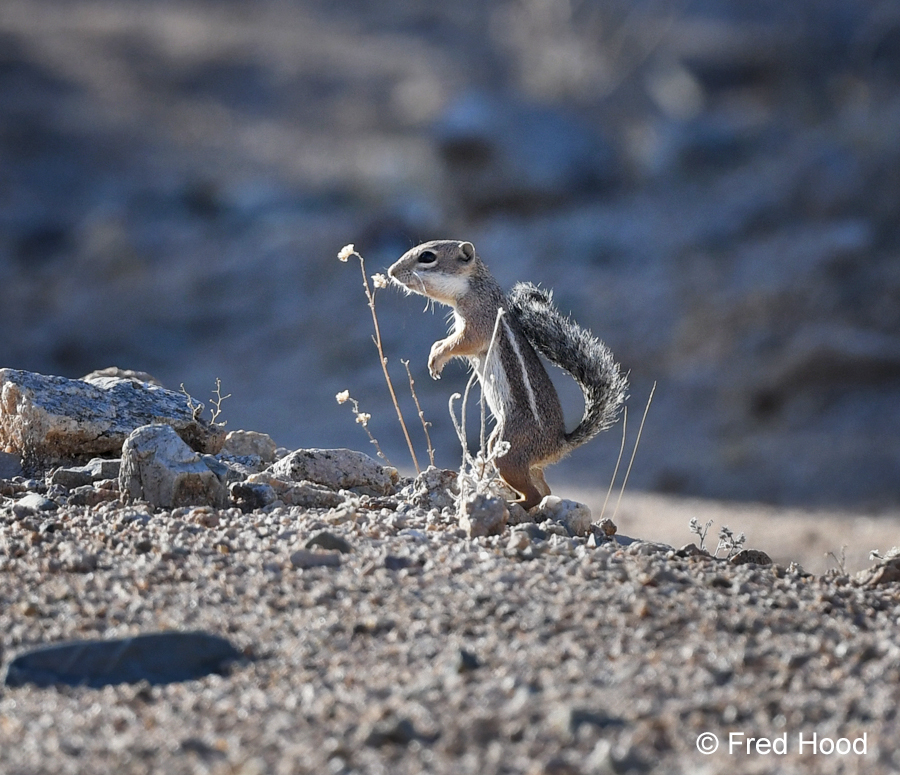 Harris Ground Squirrel