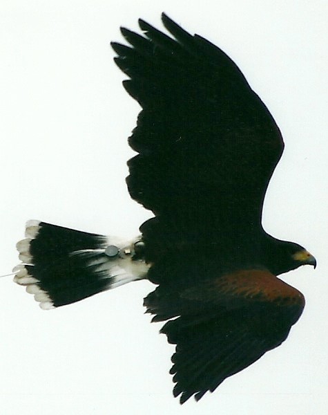Harris Hawk 20th May 2013