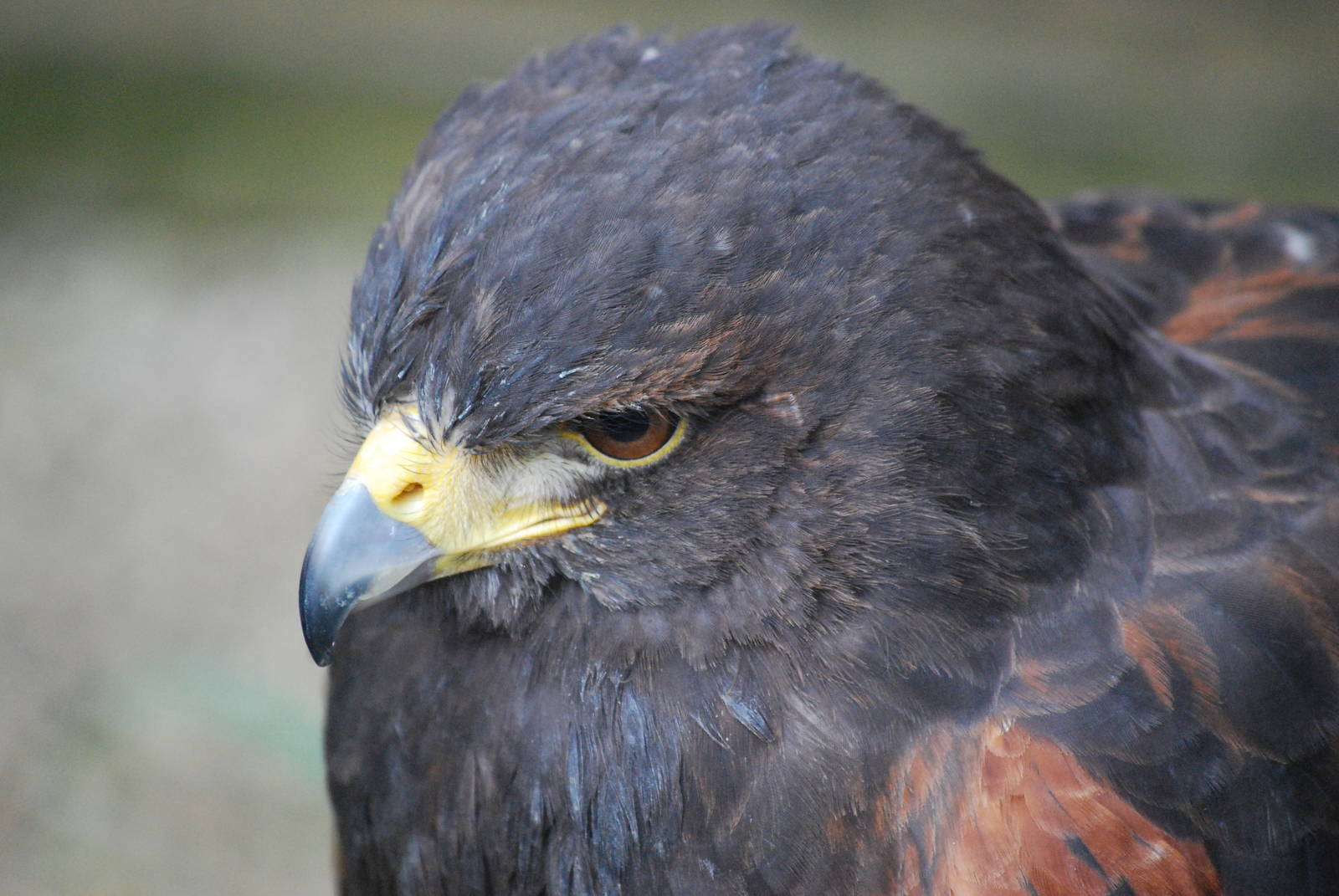 HARRIS HAWK 27