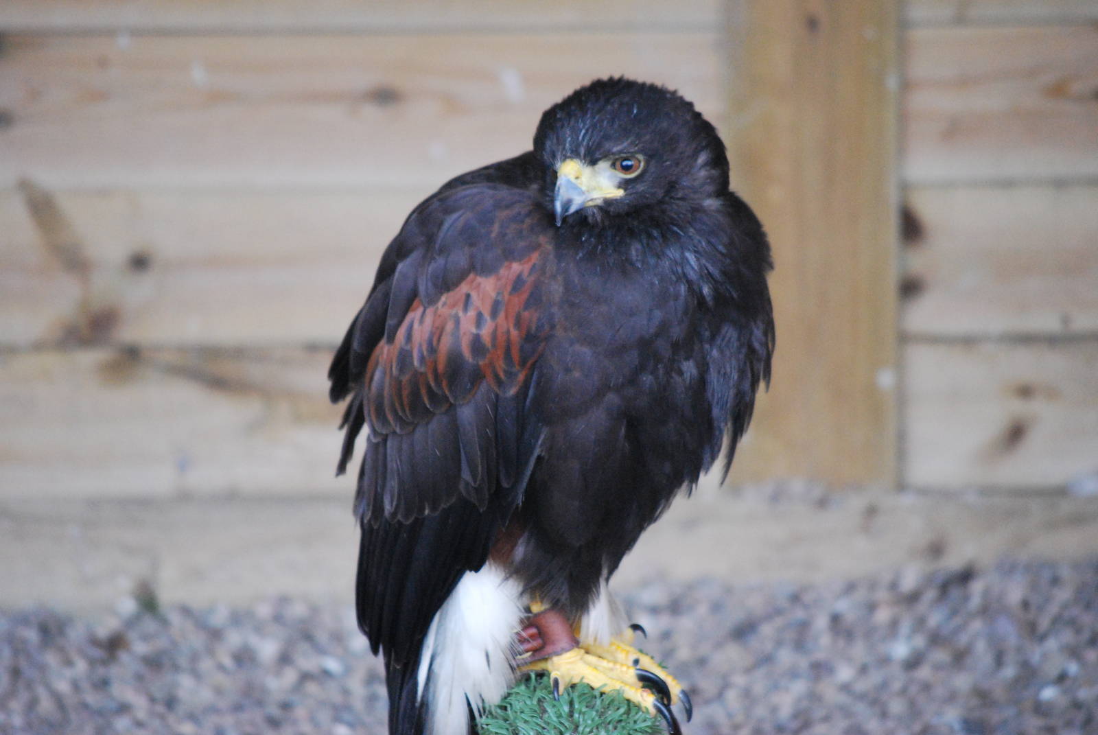 HARRIS HAWK 7