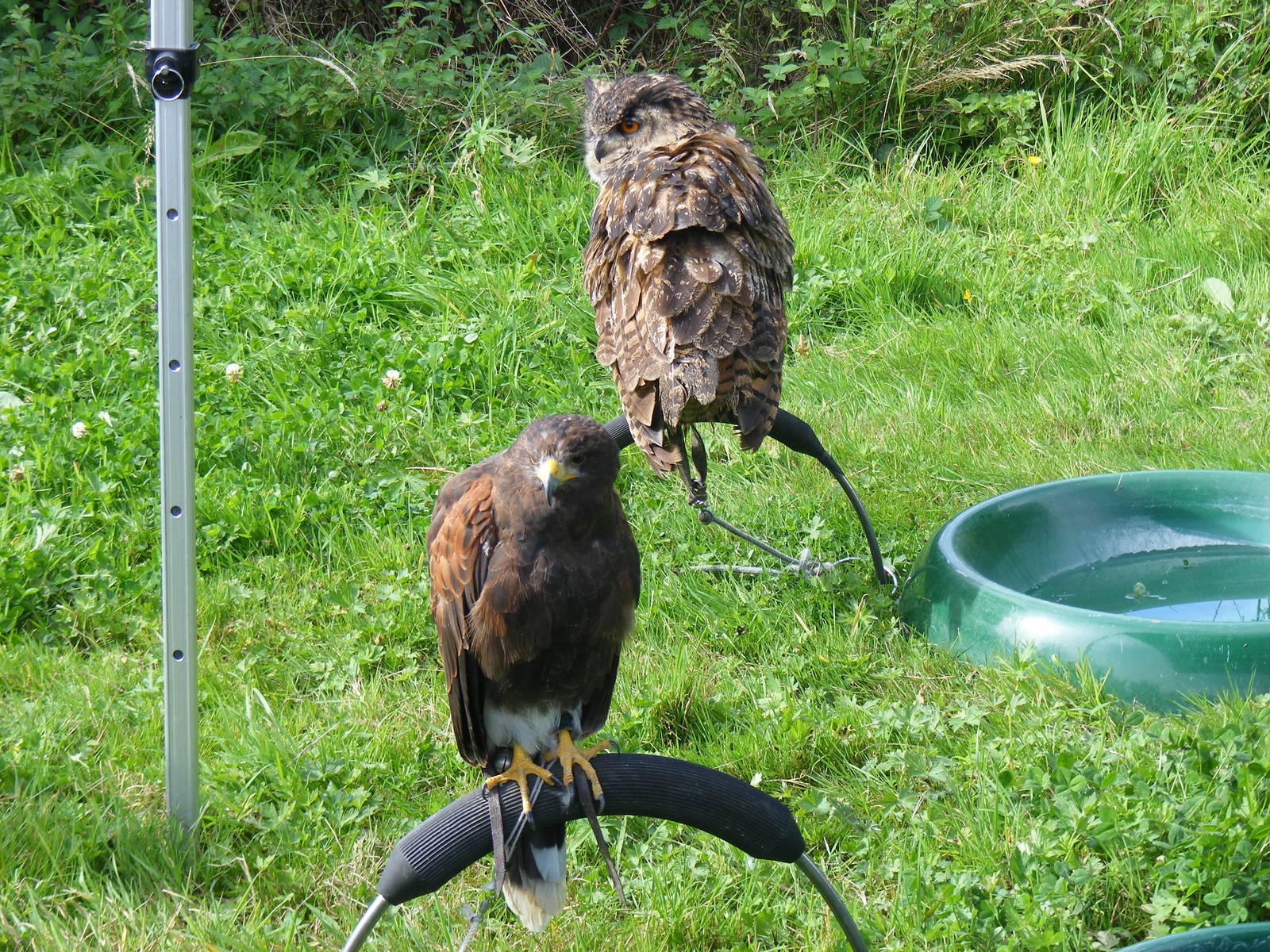 Harris hawk and European eagle owl at bird of prey display on 29 August 201