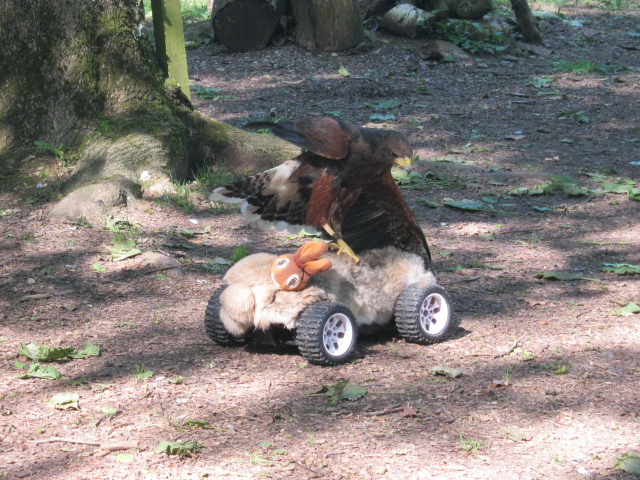Harris Hawk and remote control training rabbit!