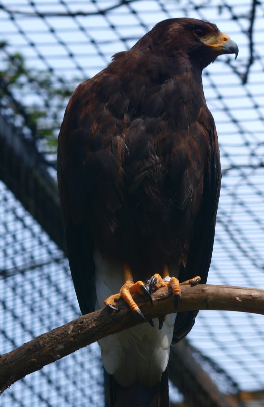 Harris' hawk (April 19th, 2015)