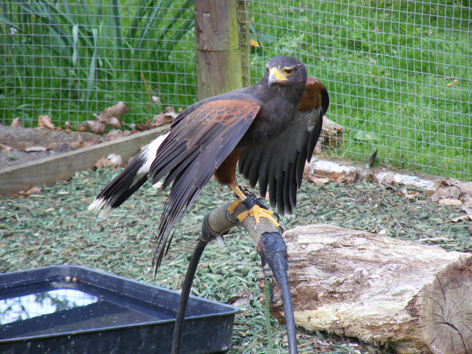 Harris hawk (?) at Birdland, 22 April 2011