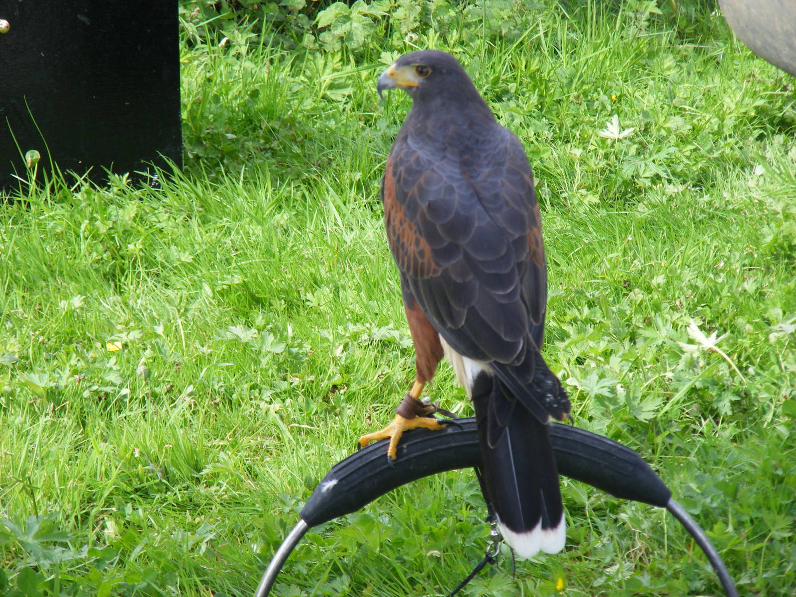 Harris hawk at birds of prey display on 29 August 2011