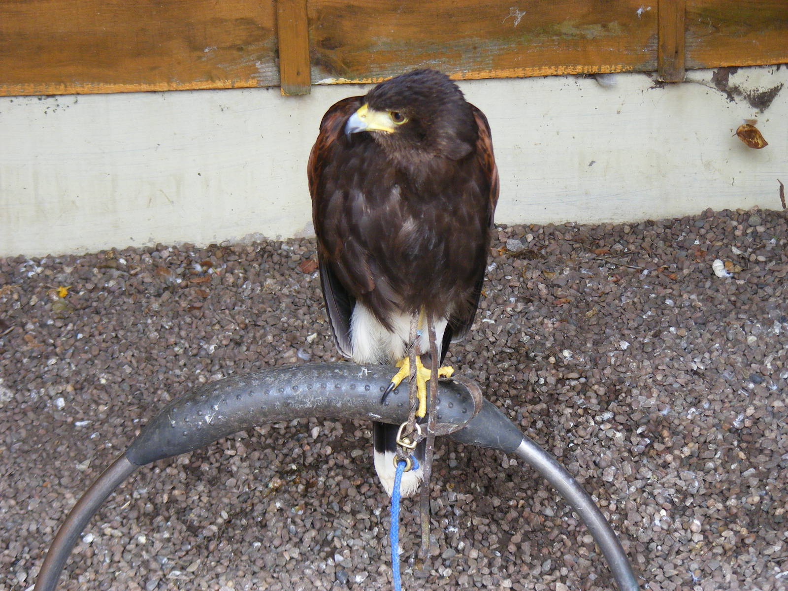 Harris hawk at Gentleshaw Wildlife Centre, 18 June 2011