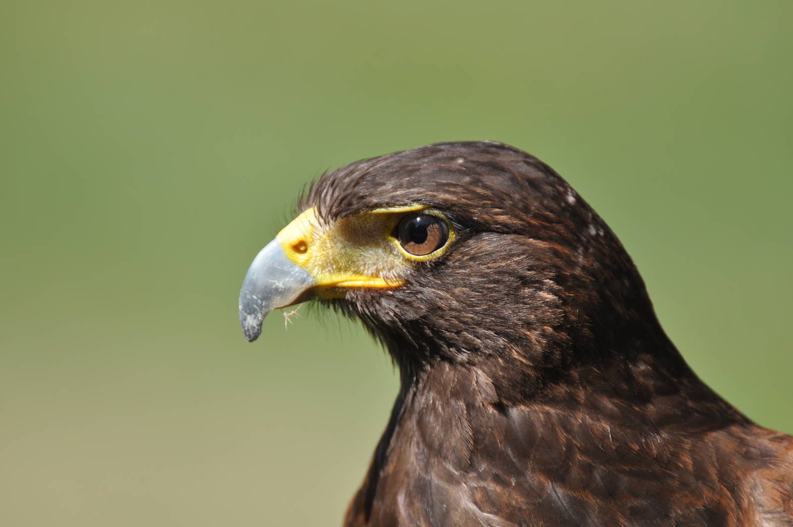Harris Hawk at Kolmården Wildlife Park