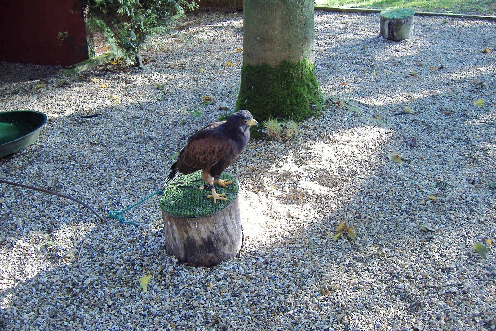 Harris hawk at The Hawk Conservancy in Andover, 12 October 2008