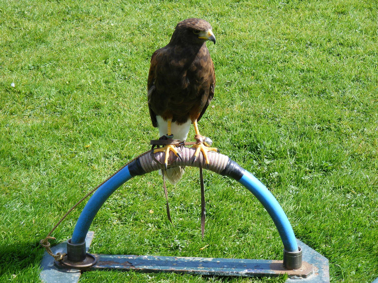 Harris hawk at Trotters World of Animals, 15 May 2010