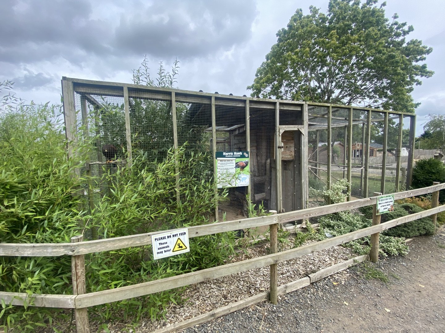 Harris’ hawk aviary 040824