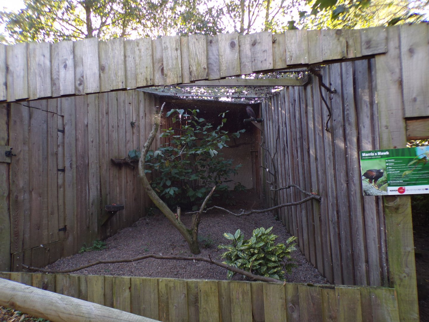 Harris hawk aviary 14.10.23