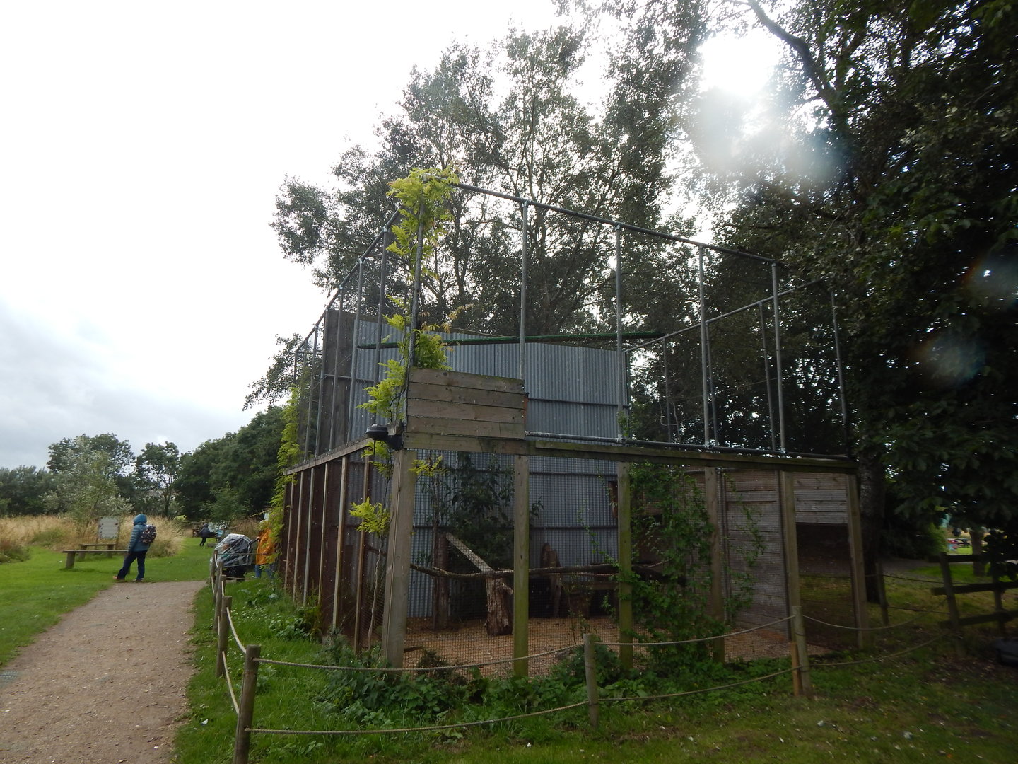 Harris' hawk aviary 150723