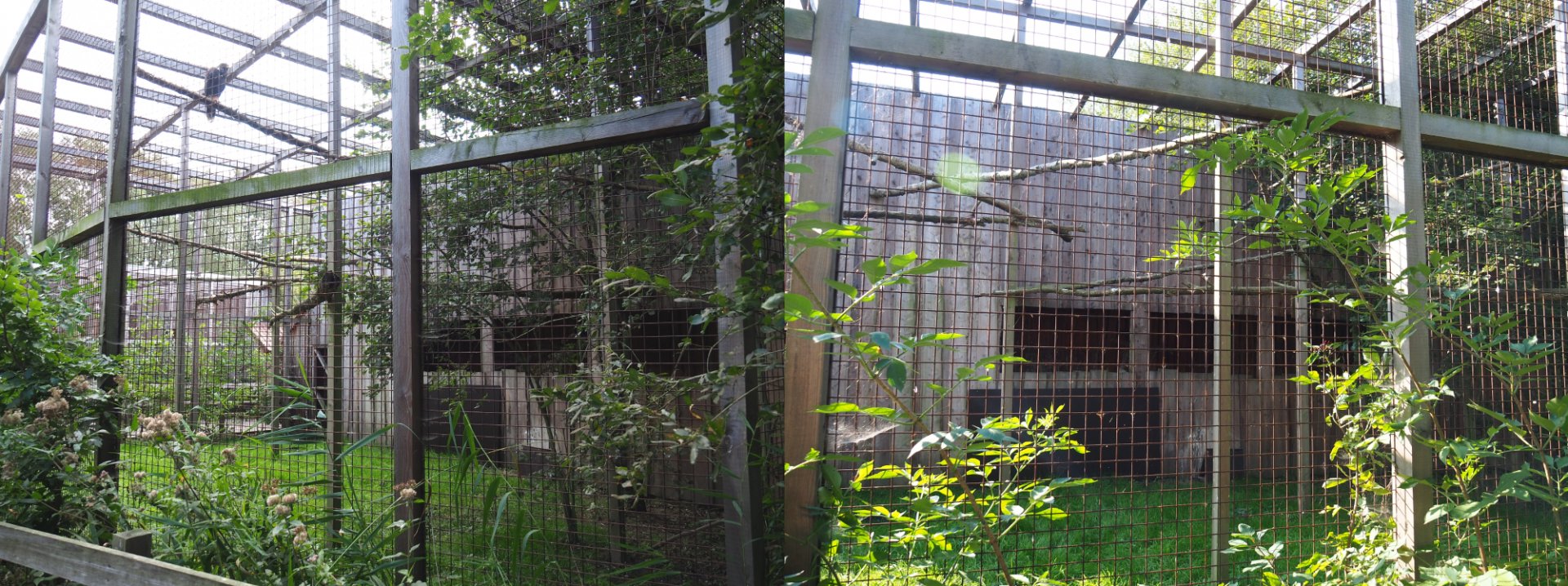 Harris' hawk aviary, 2020-09-12