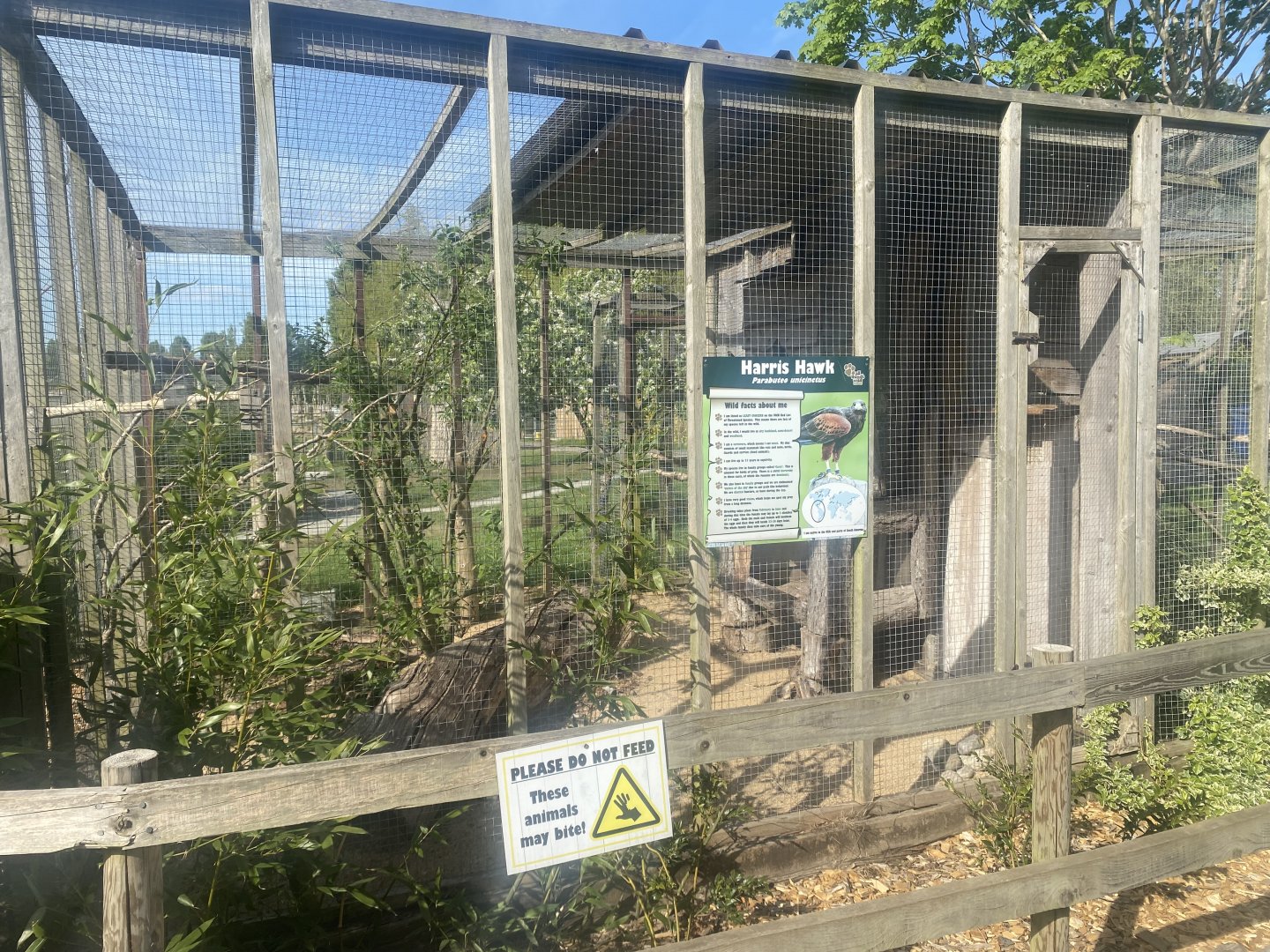 Harris’ hawk aviary 280425